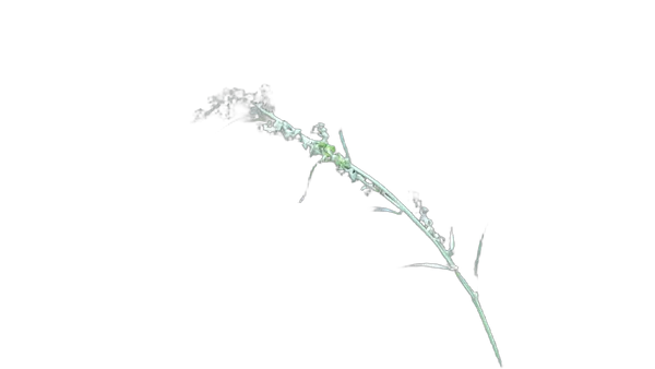 grass seed stem bokeh, birefnet-portrait cutout
