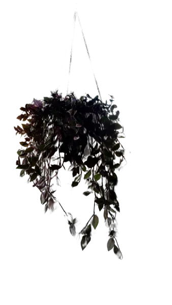 hanging plant window, birefnet-portrait cutout