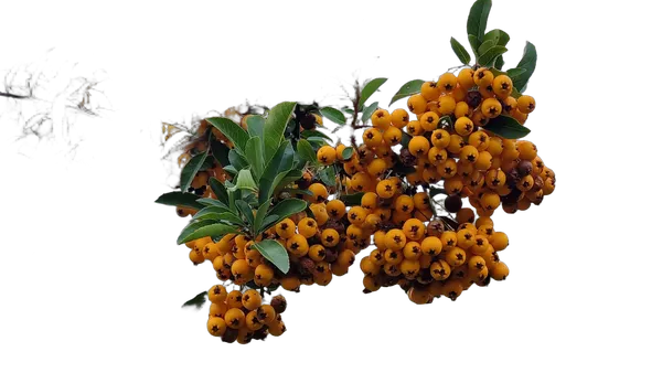 orange berries branch, birefnet-portrait cutout