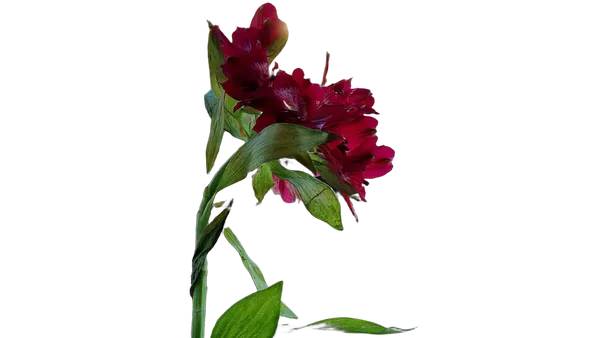 red flower balcony bokeh, birefnet-portrait cutout