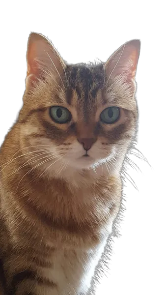 tabby cat portrait, birefnet-portrait cutout