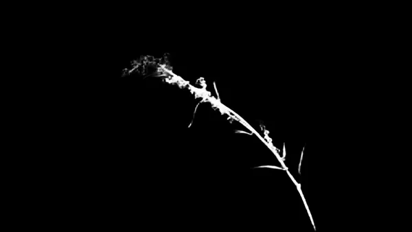 grass seed stem bokeh, birefnet-portrait alpha matte