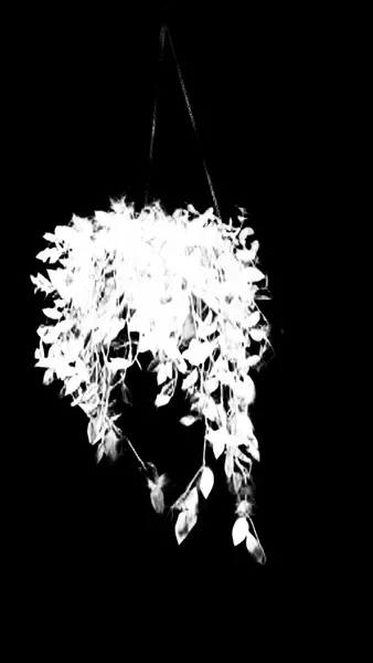 hanging plant window, birefnet-portrait alpha matte