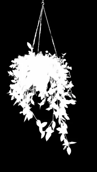 BRIA RMBG alpha matte: hanging plant window