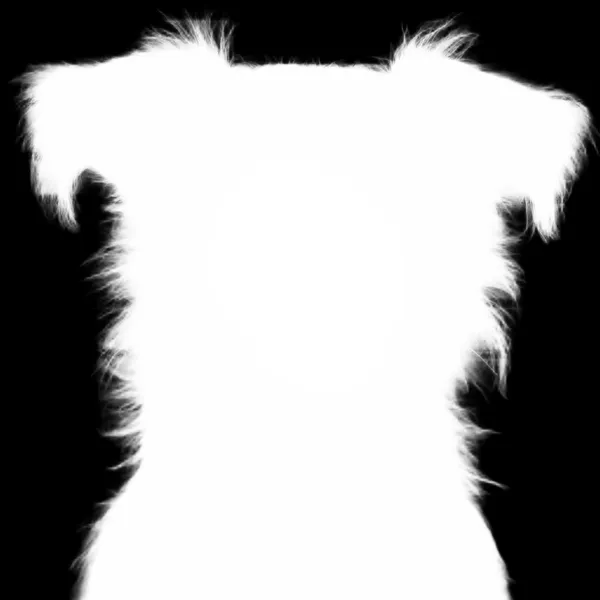 BRIA RMBG alpha matte: terrier dog mugshot