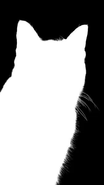 Ground Truth alpha matte: tabby cat portrait