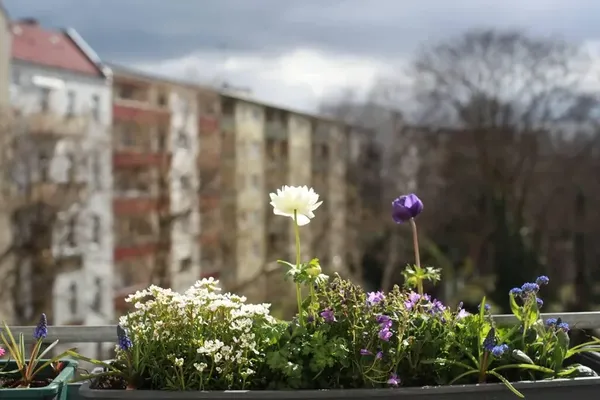 Original photo: balcony flower planter bokeh