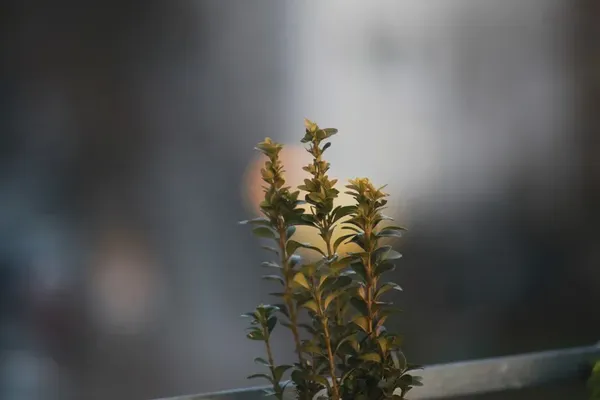 Original photo: balcony plant bokeh
