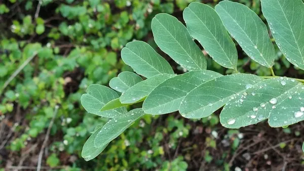 Original photo: compound leaf raindrops
