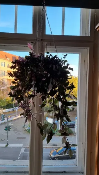 Original photo: hanging plant window