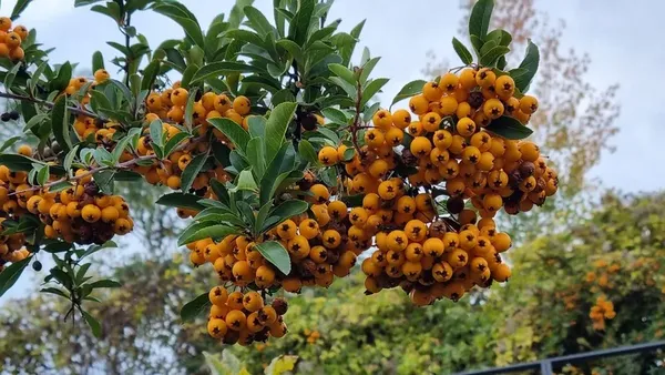 Original photo: orange berries branch