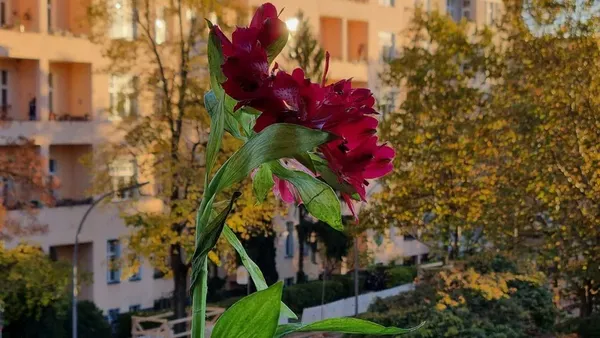 Original photo: red flower balcony bokeh