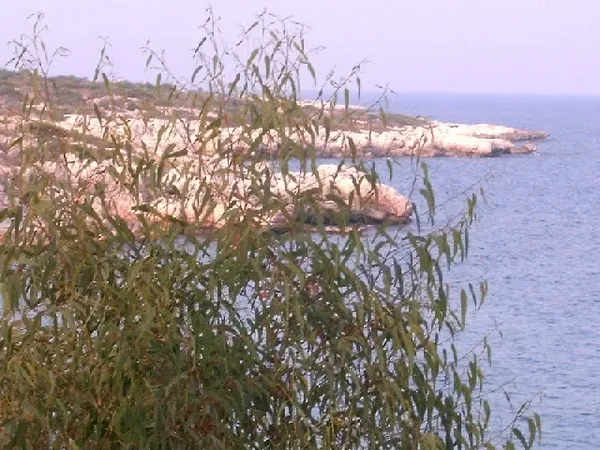 Original photo: rocky coast bush foreground