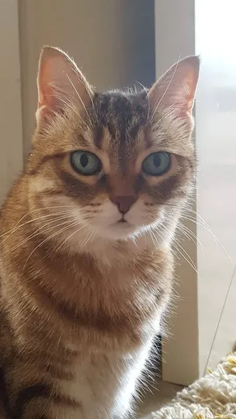 Original photo: tabby cat portrait