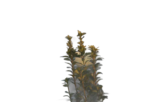 balcony plant bokeh, isnet-anime cutout