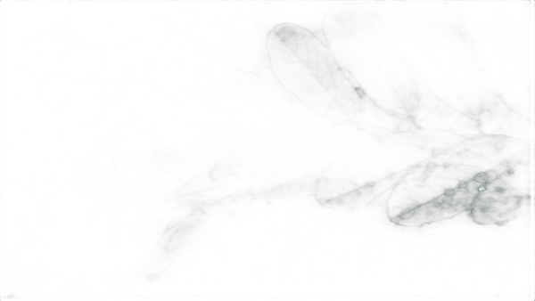 compound leaf raindrops, isnet-anime cutout