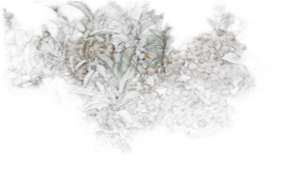 orange berries branch, isnet-anime cutout