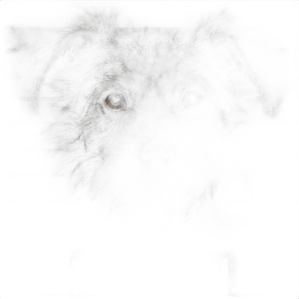 terrier dog mugshot, isnet-anime cutout