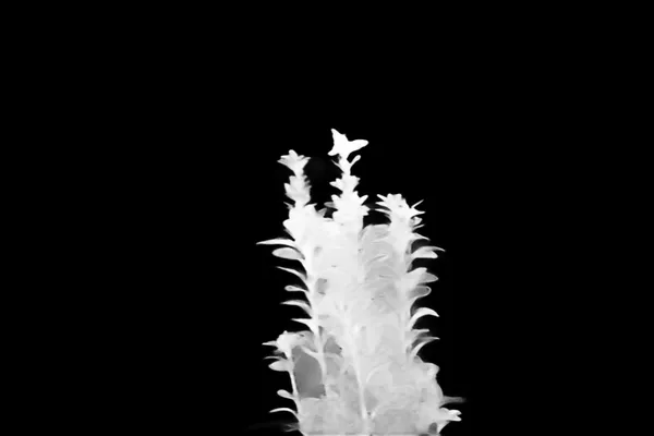 balcony plant bokeh, isnet-anime alpha matte
