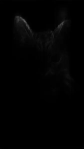 tabby cat portrait, isnet-anime alpha matte