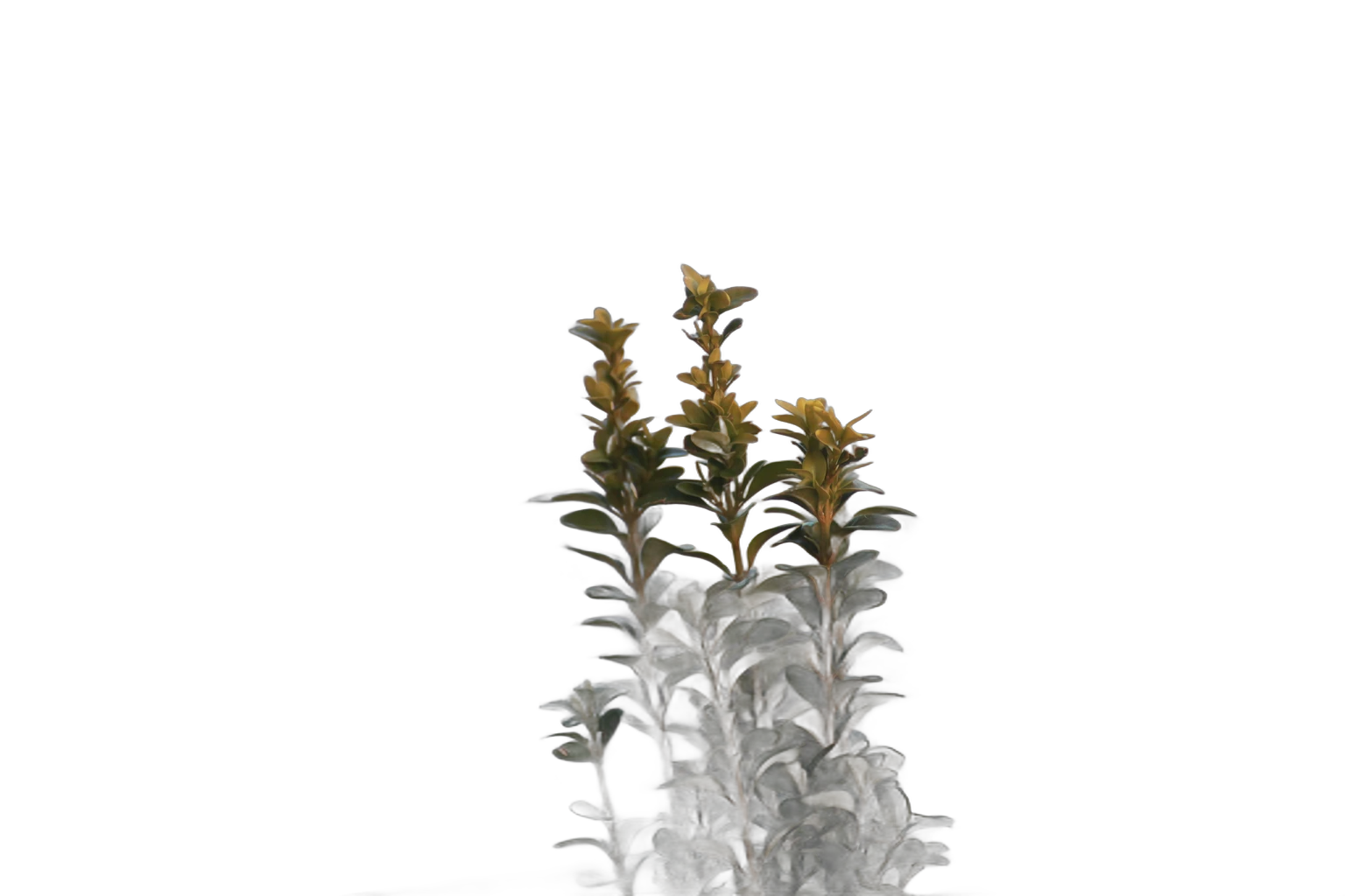 balcony plant bokeh, IS-Net cutout