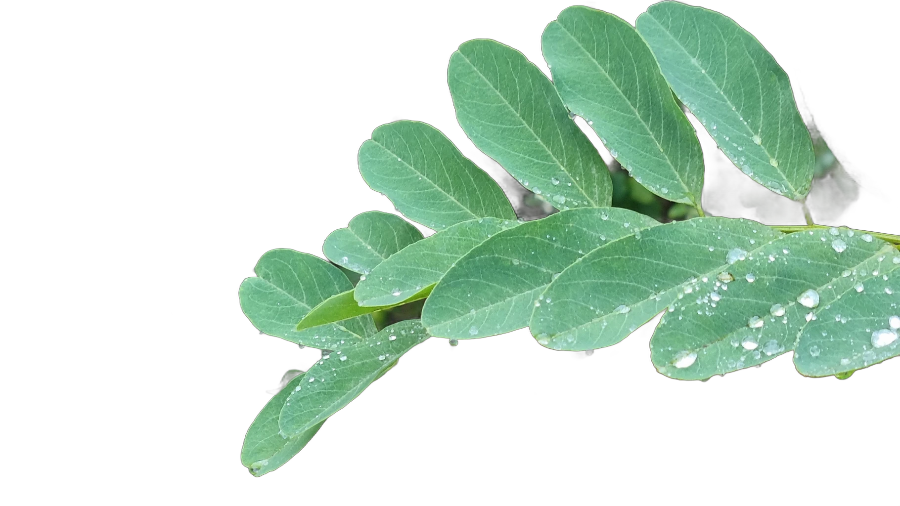 compound leaf raindrops, IS-Net cutout