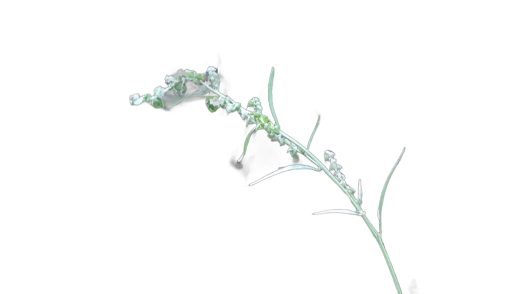 grass seed stem bokeh, IS-Net cutout