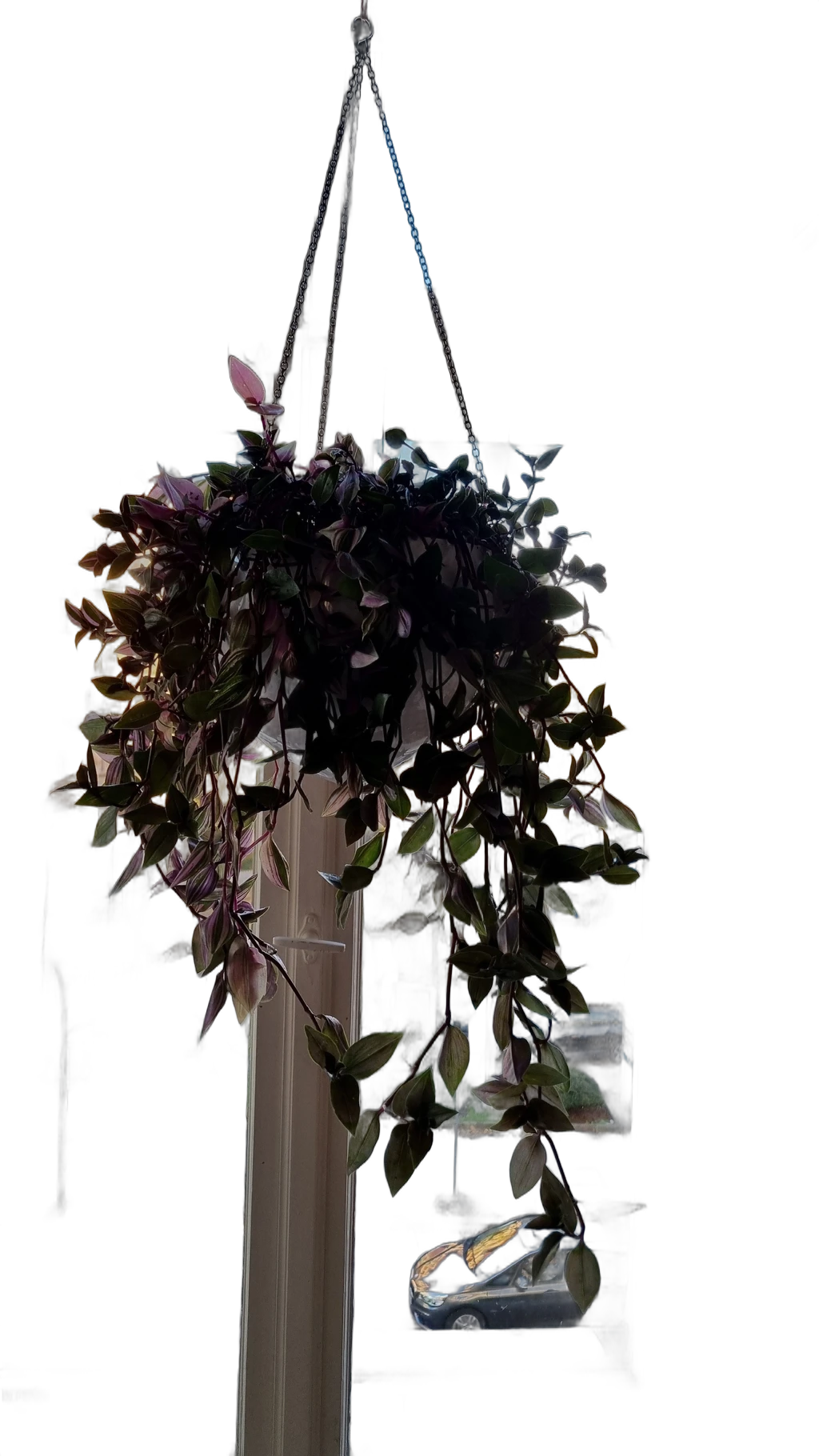 hanging plant window, IS-Net cutout