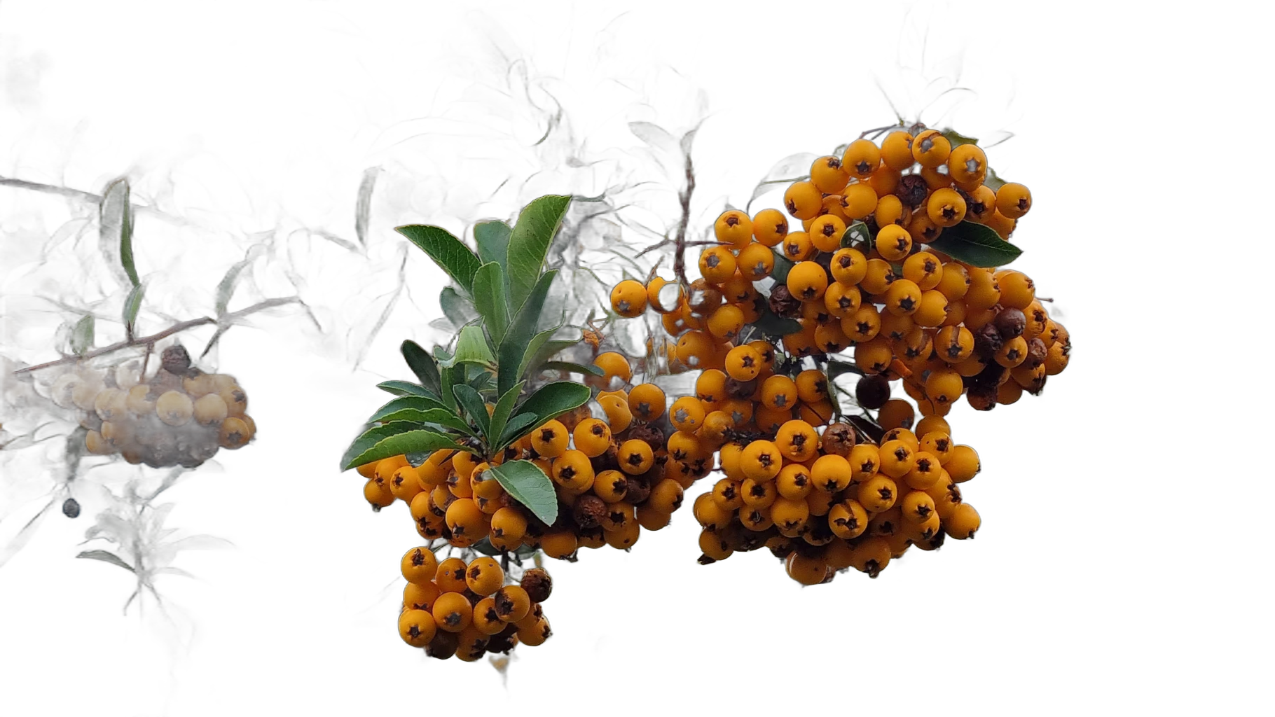 orange berries branch, IS-Net cutout