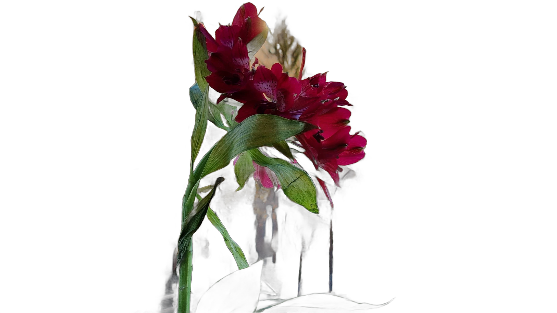 red flower balcony bokeh, IS-Net cutout