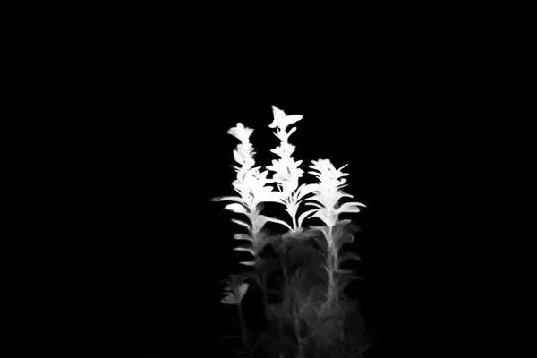 IS-Net alpha matte: balcony plant bokeh