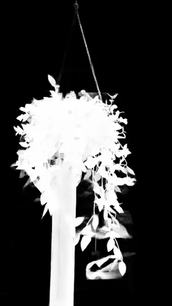 IS-Net alpha matte: hanging plant window