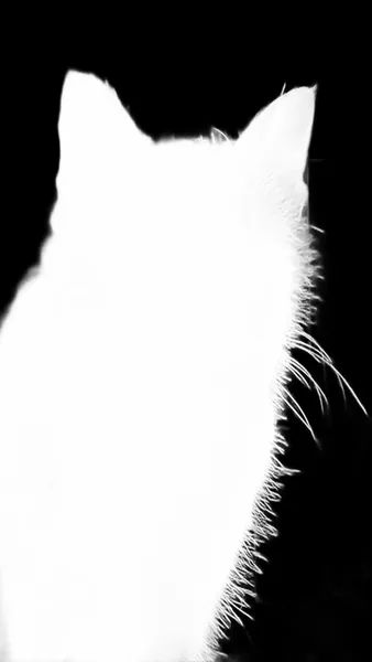 IS-Net alpha matte: tabby cat portrait
