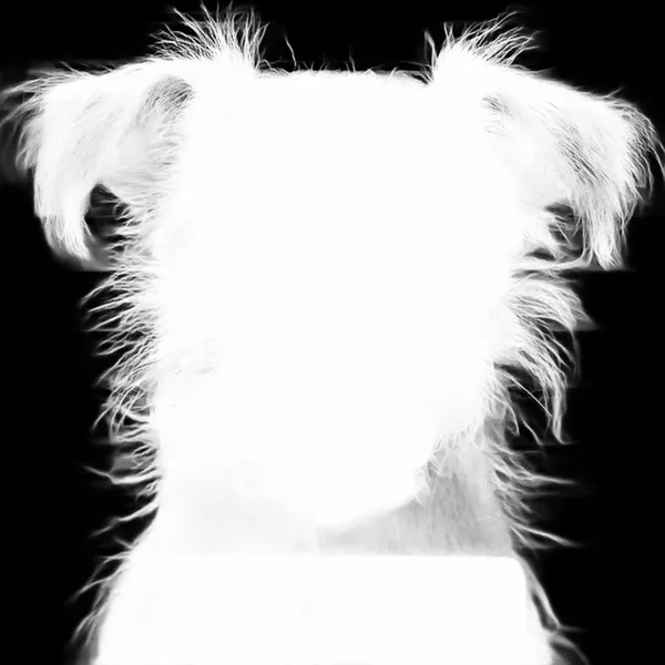 IS-Net alpha matte: terrier dog mugshot