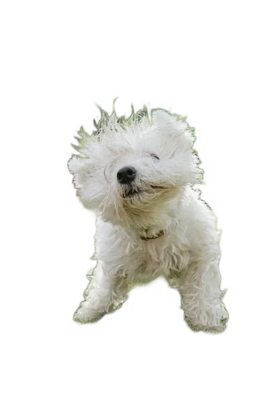 rembg background removed: alvan nee rpkBHHu2TyE