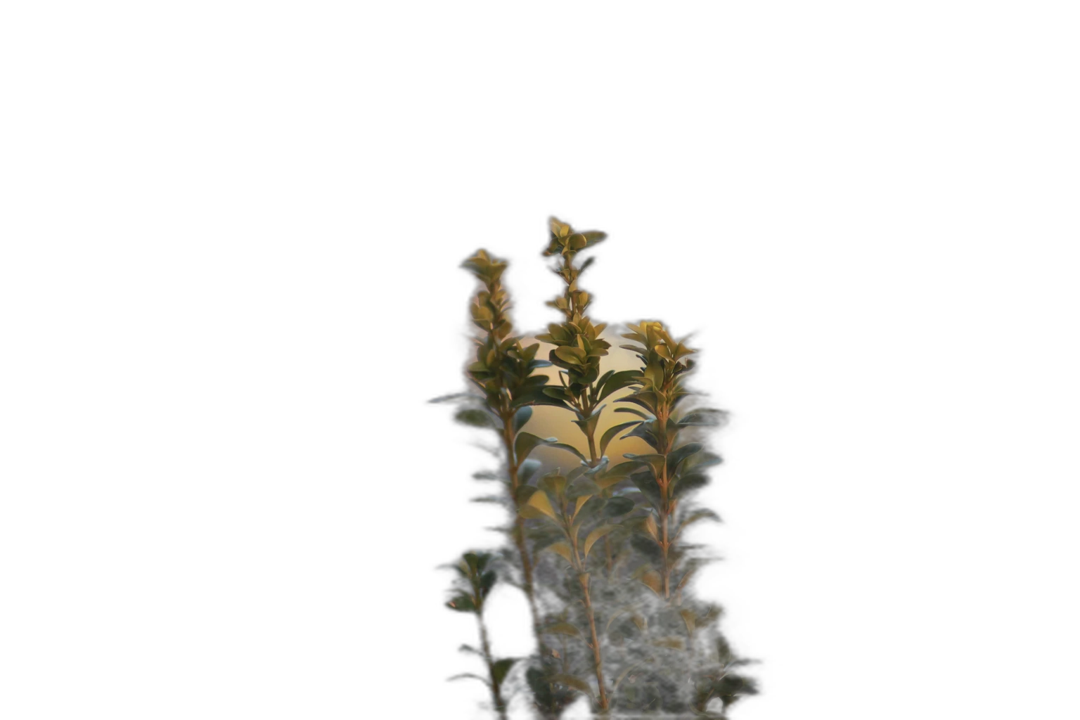 balcony plant bokeh, silueta cutout
