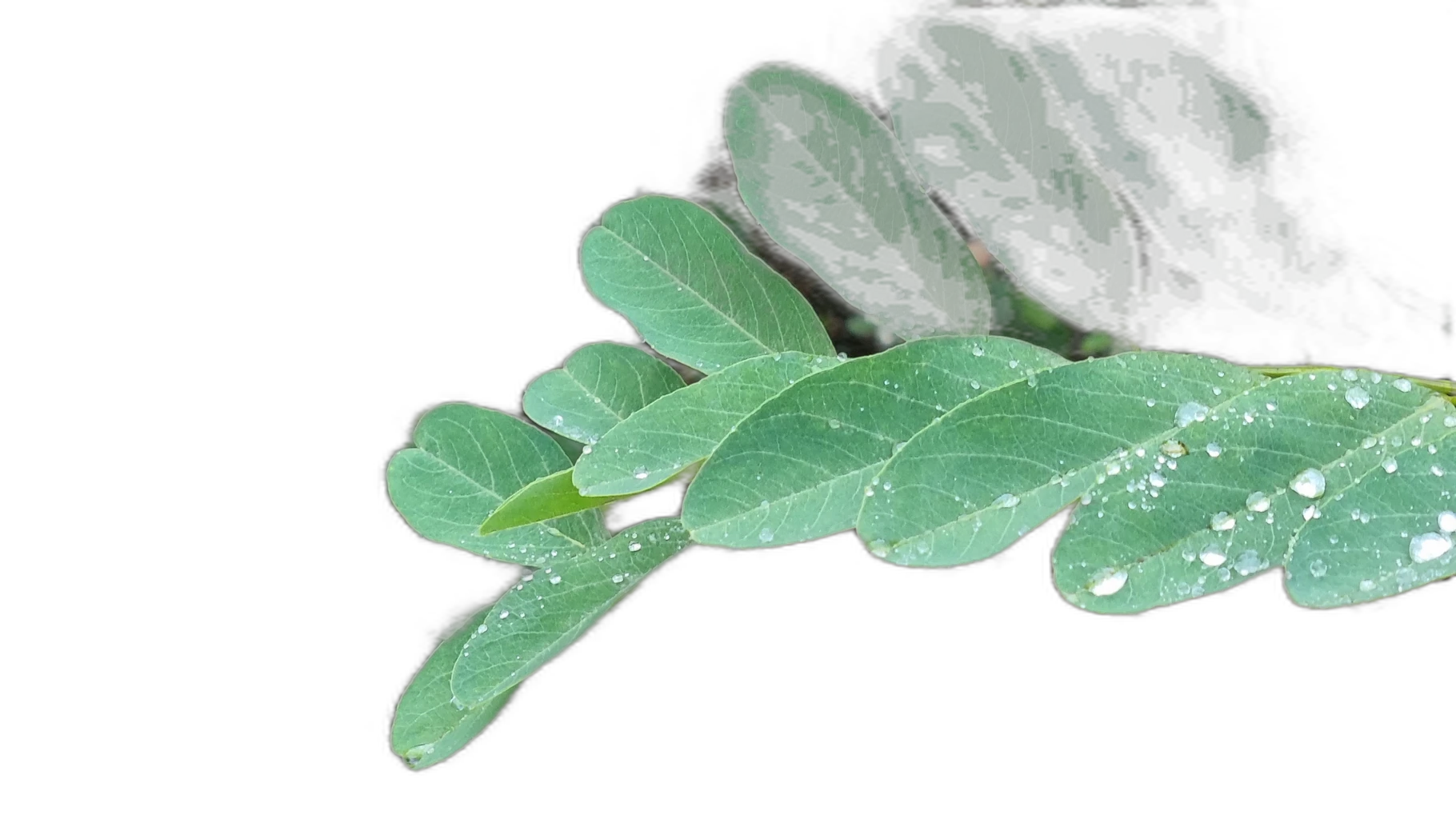 compound leaf raindrops, silueta cutout