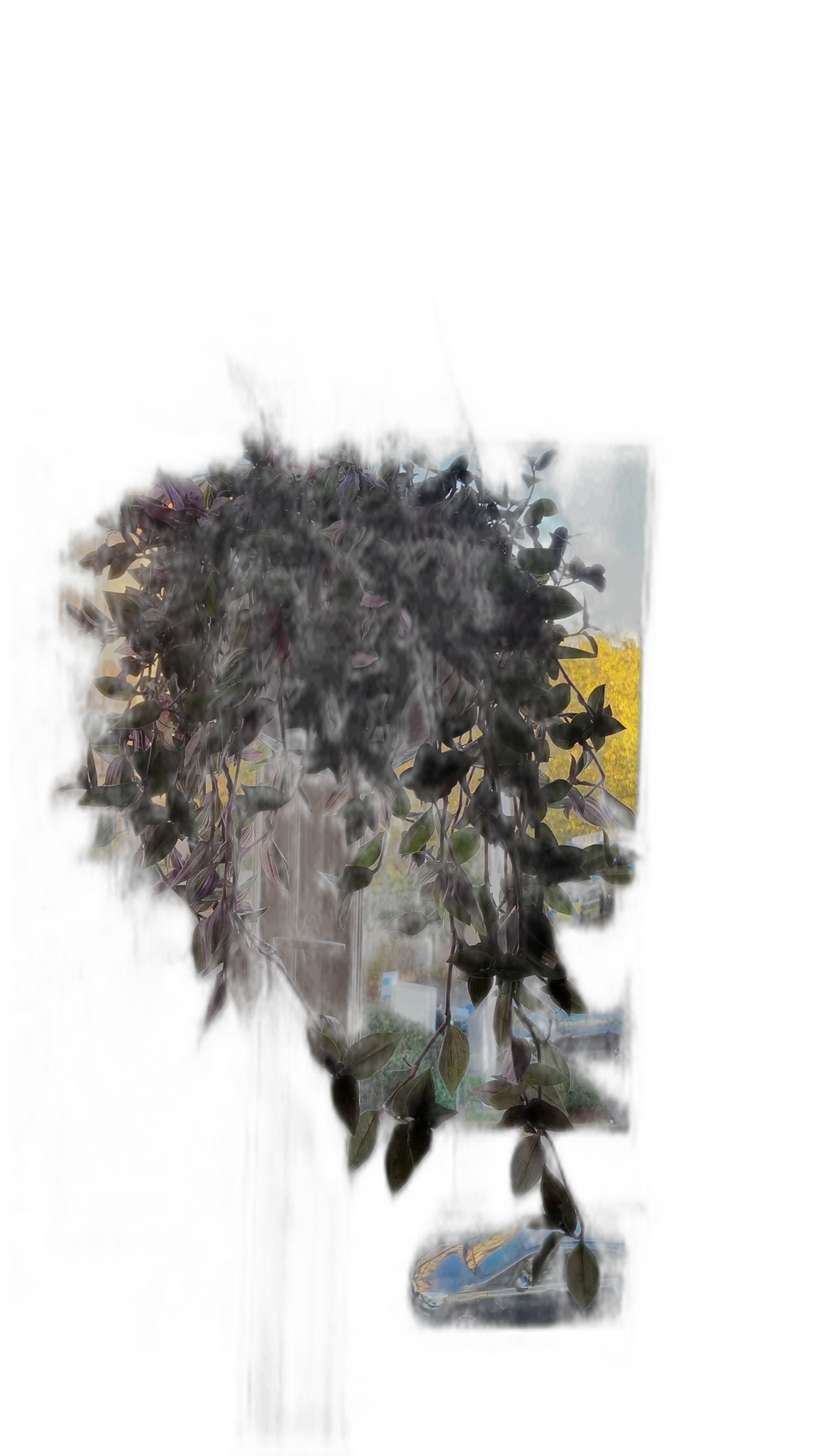 hanging plant window, silueta cutout