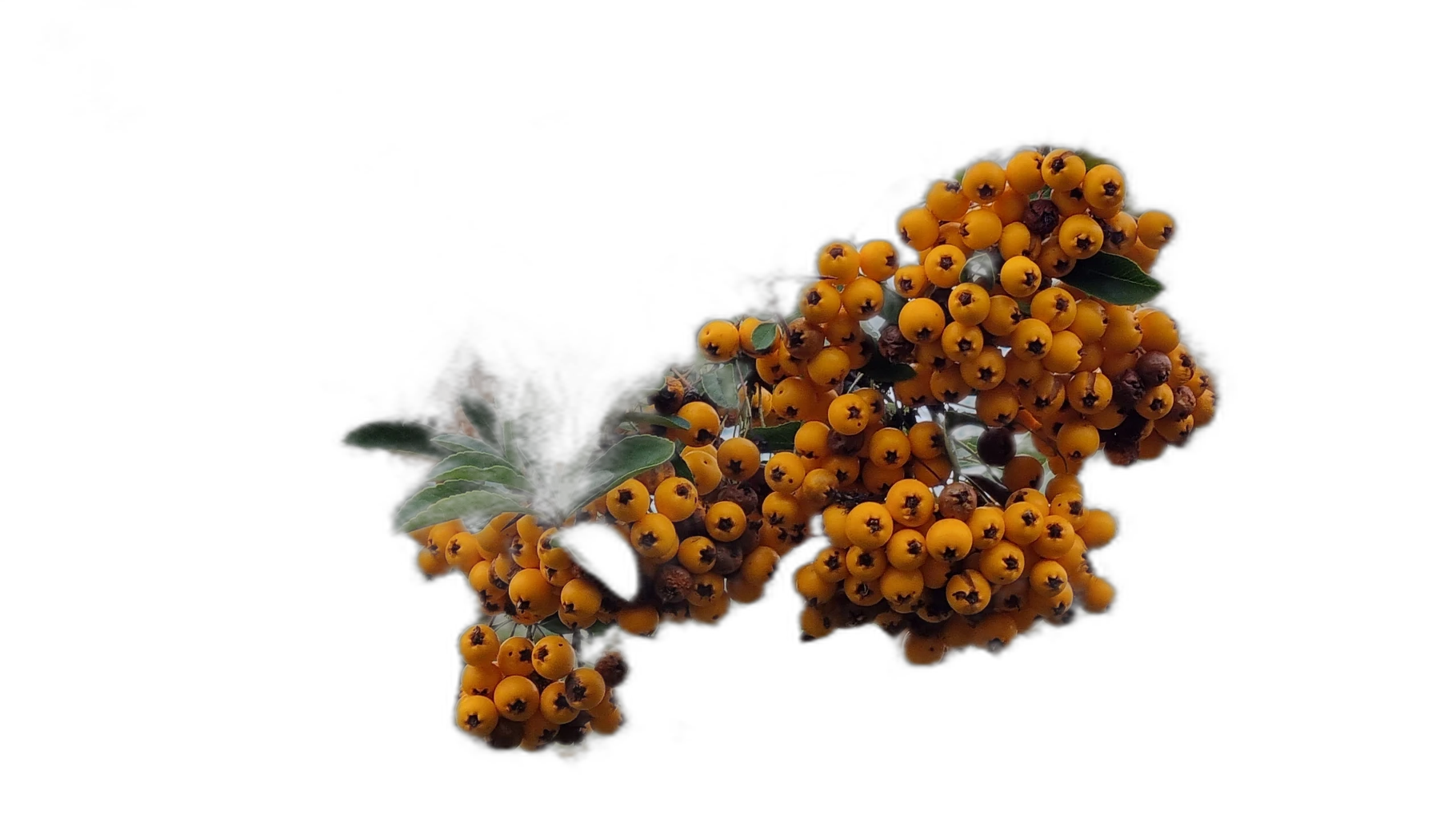 orange berries branch, silueta cutout