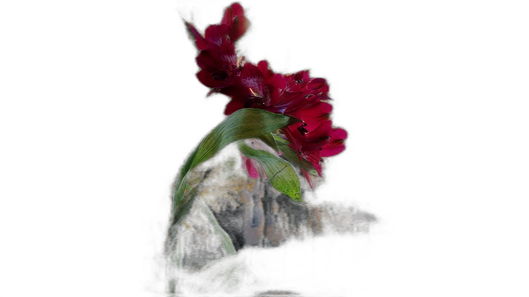 red flower balcony bokeh, silueta cutout