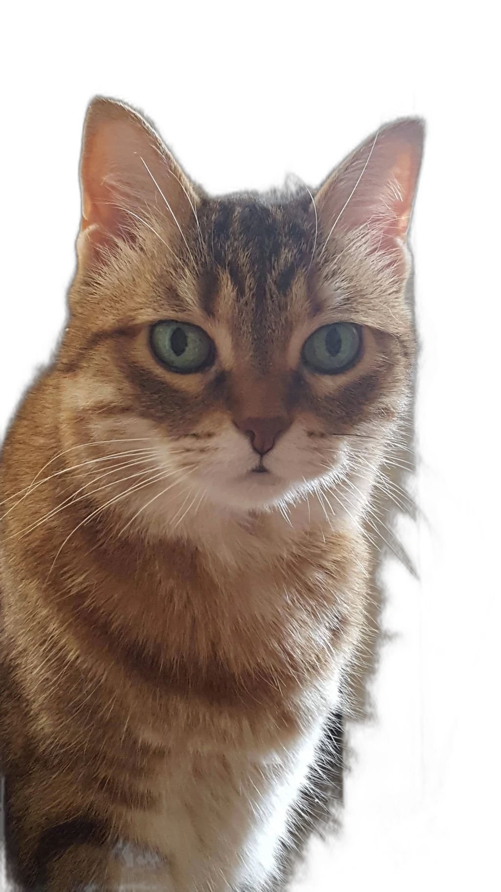 tabby cat portrait, silueta cutout