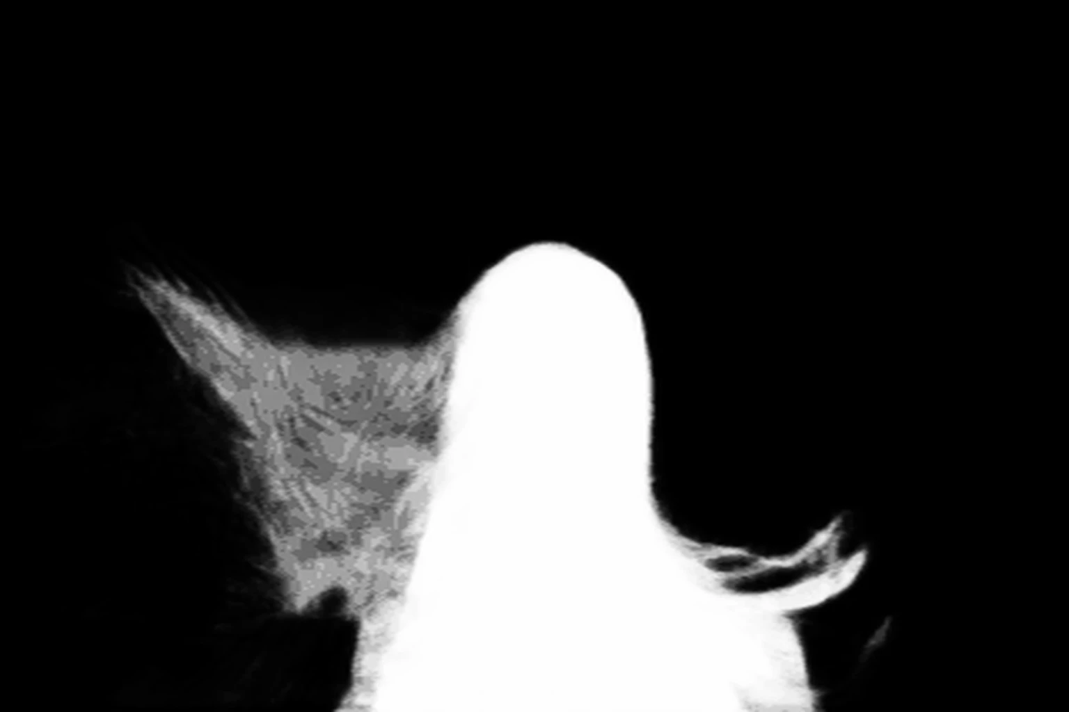 silueta alpha matte: alexandr bormotin u6Igr0mzcHQ
