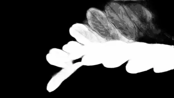 silueta alpha matte: compound leaf raindrops
