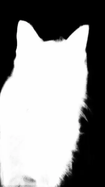 silueta alpha matte: tabby cat portrait