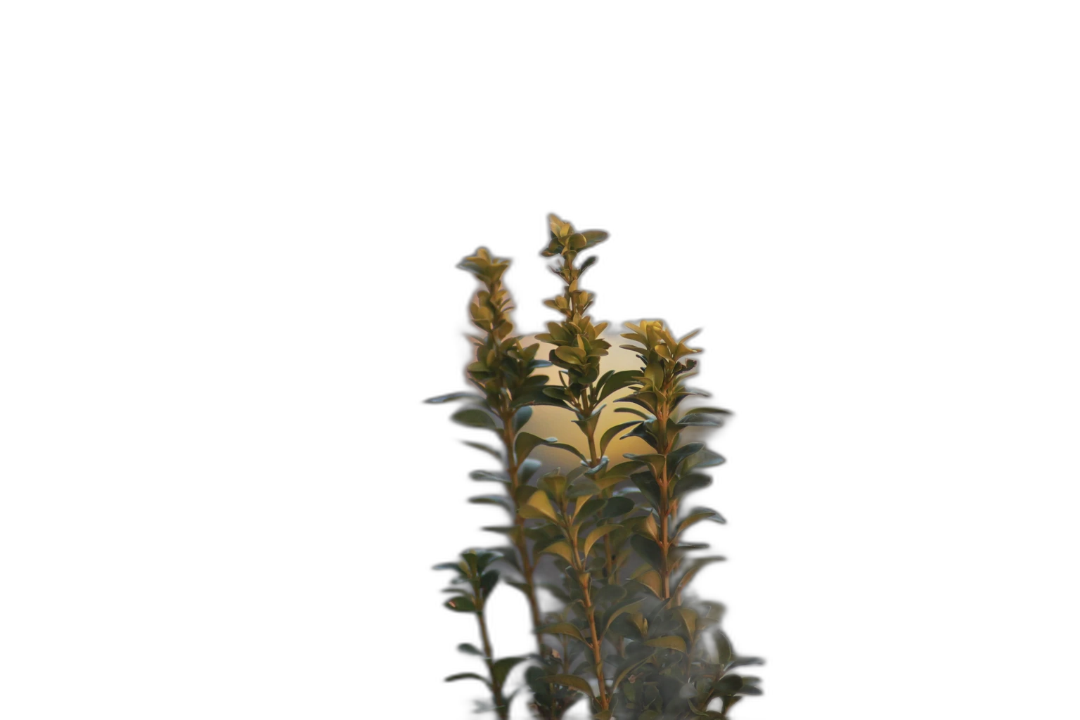 balcony plant bokeh, u2net cutout