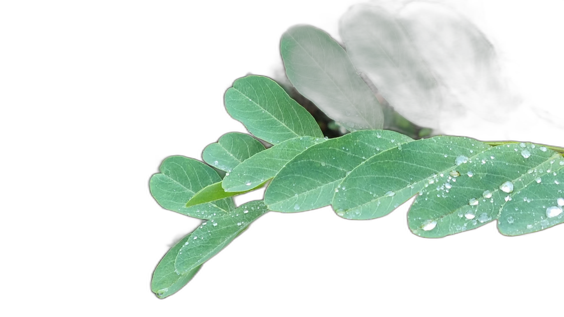 compound leaf raindrops, u2net cutout