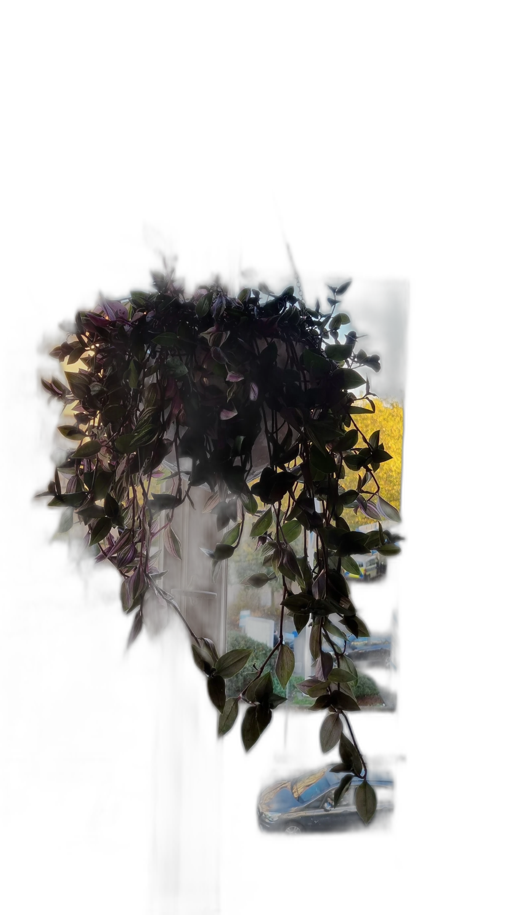 hanging plant window, u2net cutout
