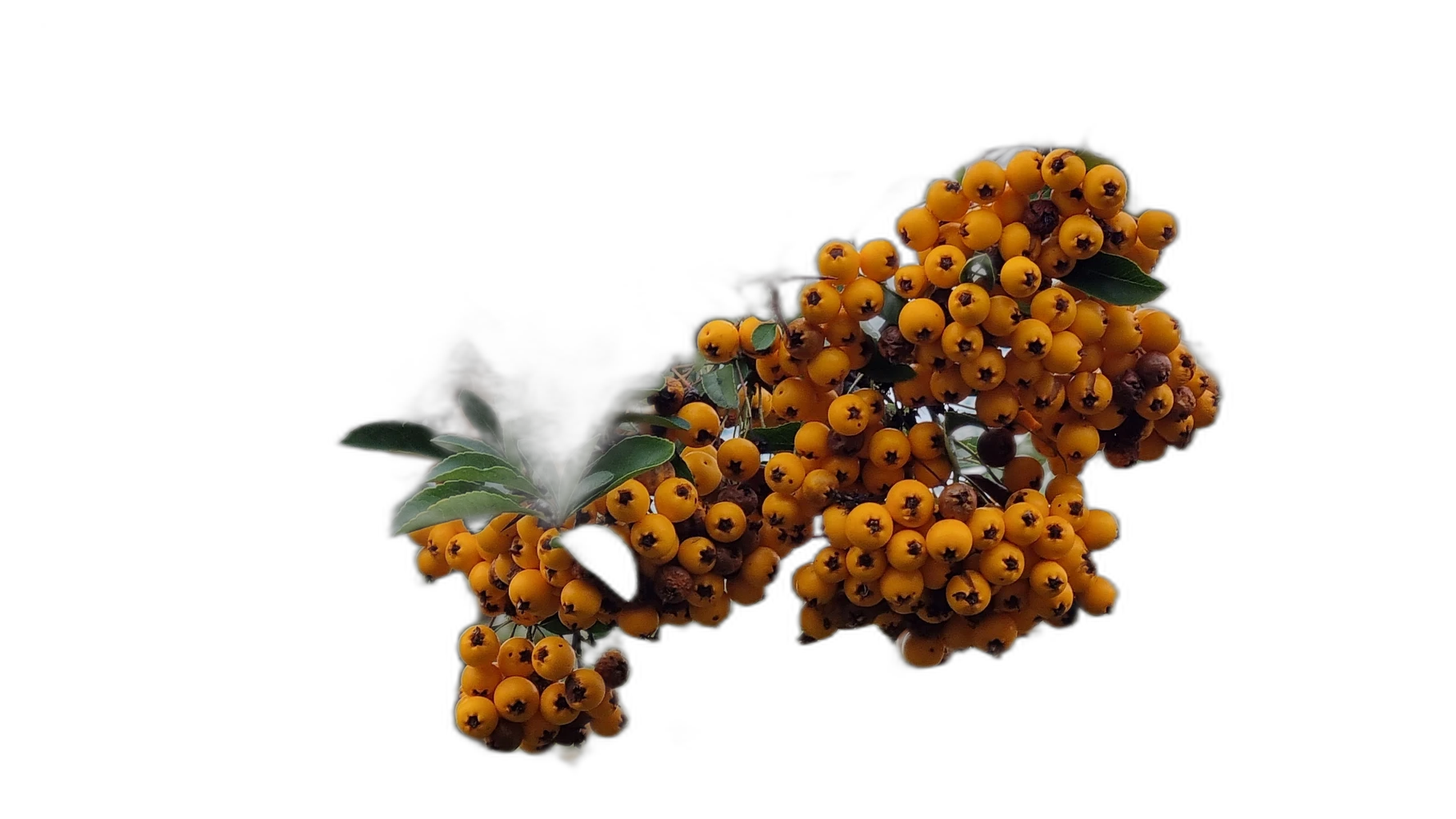 orange berries branch, u2net cutout