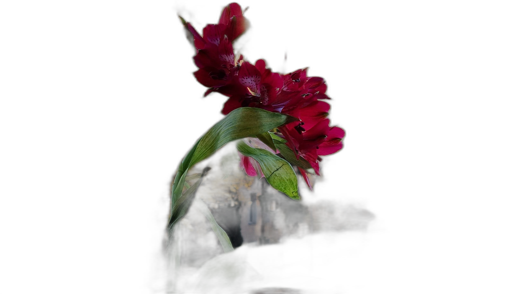 red flower balcony bokeh, u2net cutout