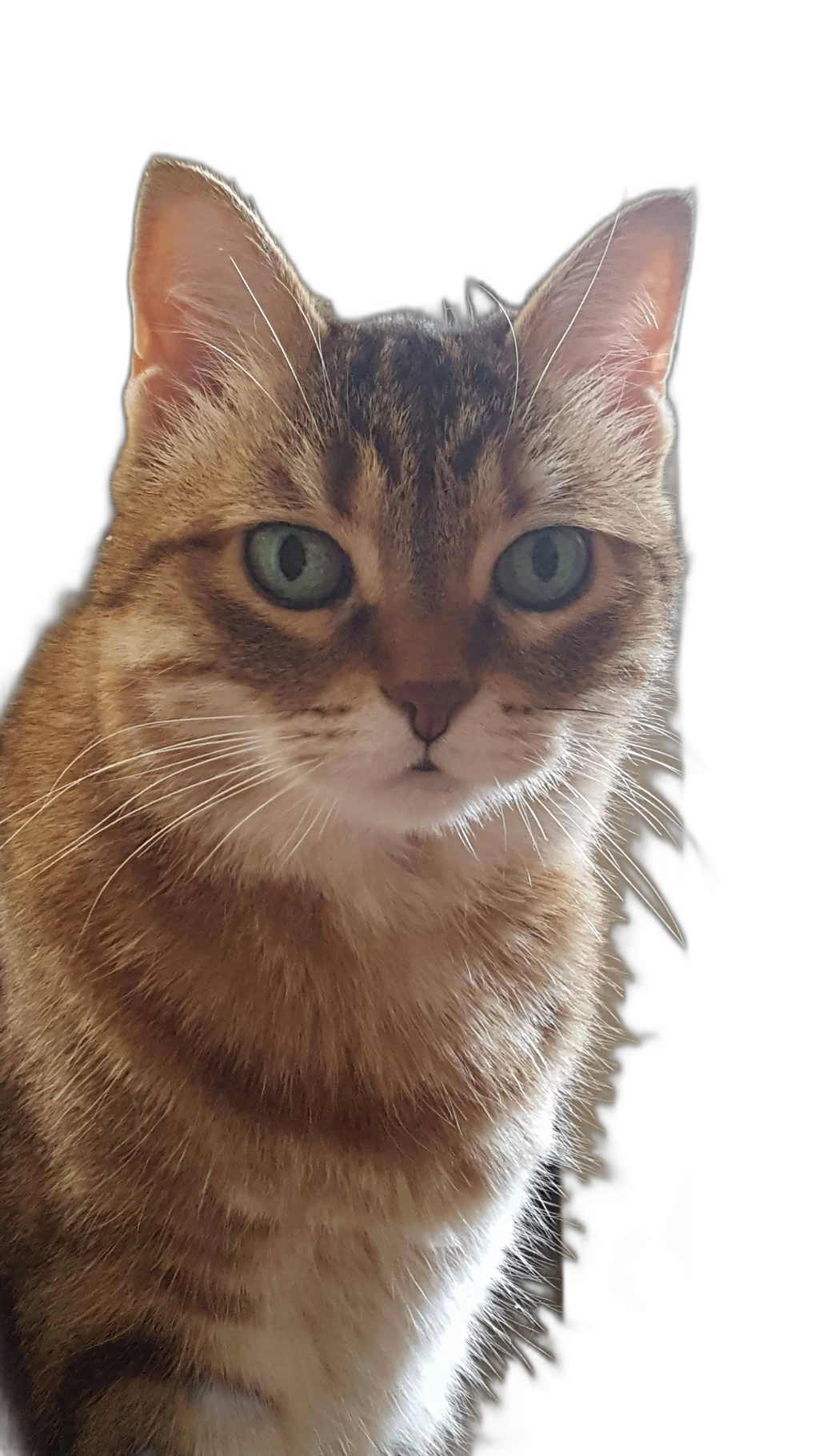 tabby cat portrait, u2net cutout